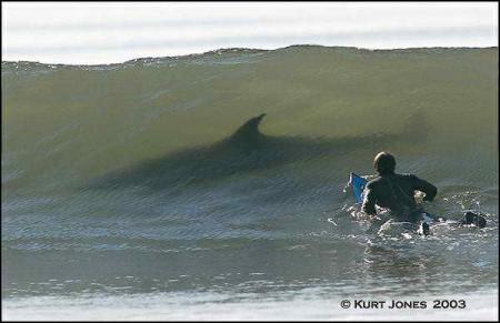 REQUIN